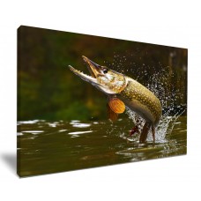 Northern Pike In Water