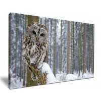 Grey Tawny Owl in Snow