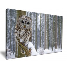 Grey Tawny Owl in Snow