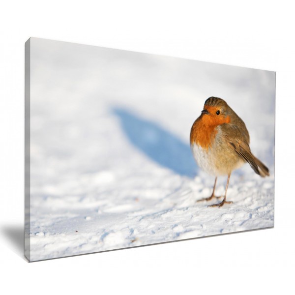 Robin Red Breast Christmas Winter Snow